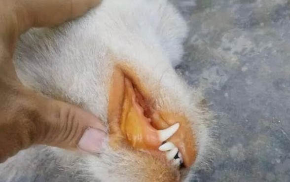 為什么狗狗會嘔吐白色粘液