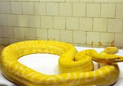 黃金蟒在哪里可以買得到