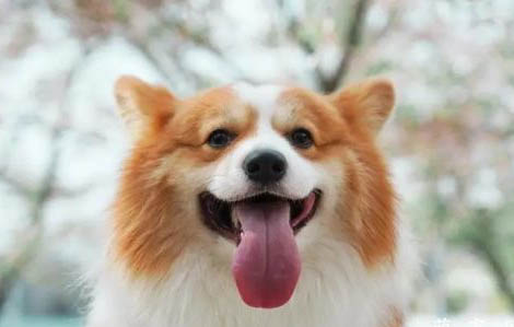 不養(yǎng)柯基犬有哪些理由