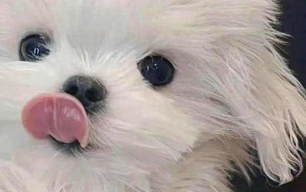 狗糧泡多久給小狗吃