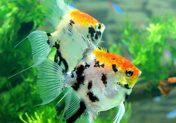 大神仙魚可以長多大