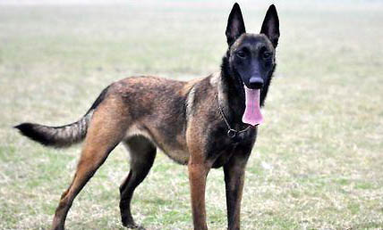 馬里努阿犬流眼淚眼屎多的原因及處理方法