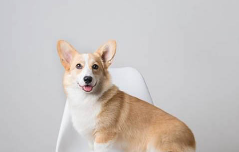 得犬瘟眼睛化膿需要多久