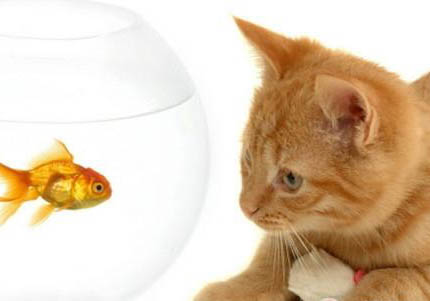 索馬里貓嘔吐是什么原因引起的