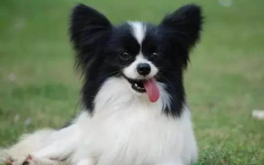 蝴蝶犬坐著睡覺(jué)的原因