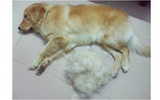 金毛犬的智商是多少