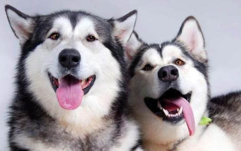 哈士奇幼犬吃什么牌子的狗糧最合適