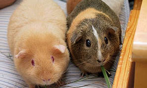 飼養(yǎng)荷蘭豬有哪些禁忌