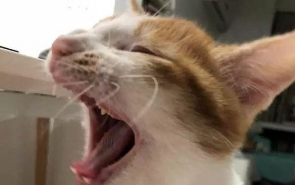 貓血栓能治好嗎