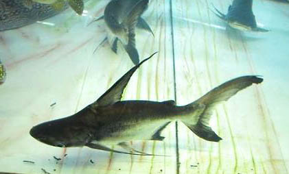 荷花缸里養魚水渾怎么辦