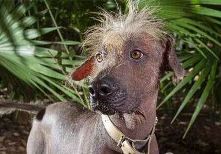 墨西哥無毛犬坐著睡覺的原因