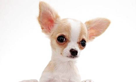 小型犬有哪些好