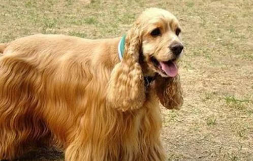 英國可卡犬和美國可卡犬的區別