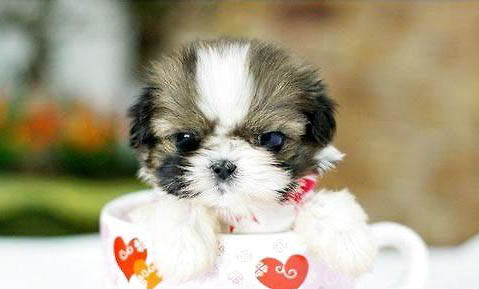 茶杯兔能活多久