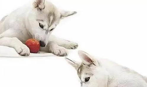 狗子可以吃葡萄嗎