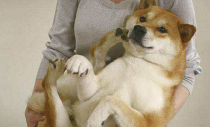 狗狗耳毛怎么拔下來