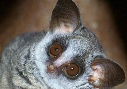 嬰猴中國可以養(yǎng)嗎