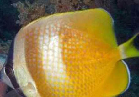 繡蝴蝶魚(yú)的喂食要點(diǎn)