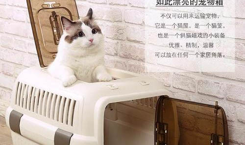 寵物貓眼睛流眼淚是什么原因