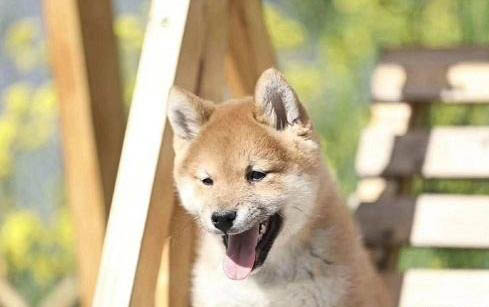 狗狗可以吃蘿卜嗎？