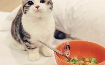 小貓多久可以抱走