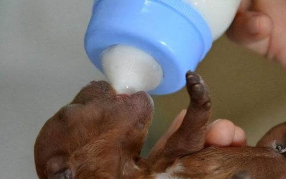 貴賓狗性格如何
