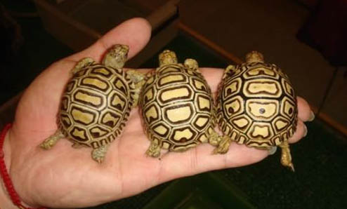 豹龜每次要泡澡多久？