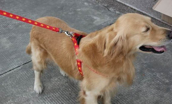 如何尋找走丟的狗狗