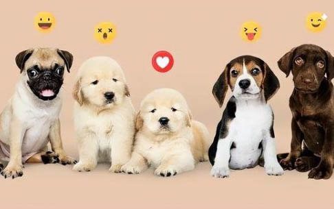 柯基和柴犬哪個好養?
