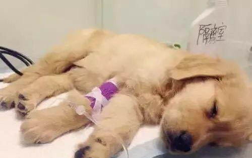 狗狗尿頻能不能吃頭孢