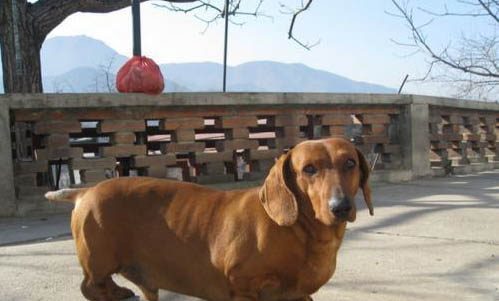 臘腸犬老掉毛的原因及處理方法