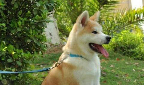 秋田犬和柴犬哪個好養(yǎng)