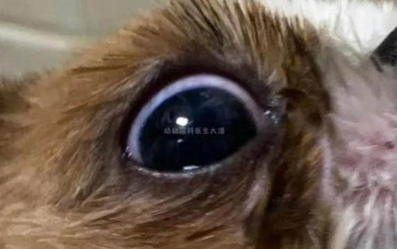 棉花面紗犬哪里有賣