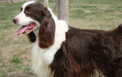 史賓格犬怎么訓練