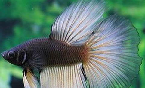 觀賞魚有哪些種類