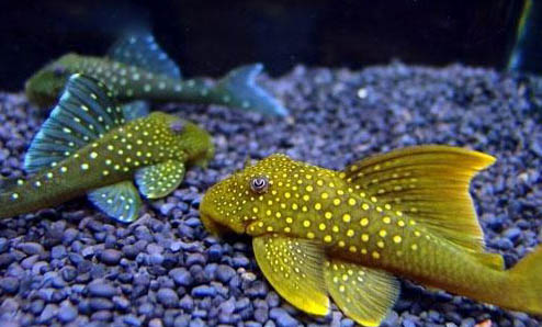 怎樣能讓清道夫不吸魚