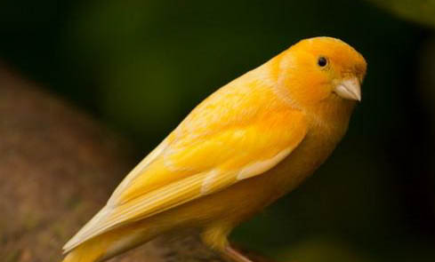 金絲雀為什么不能養兩只