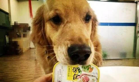 狗狗來大姨媽吐了黃水正常嗎