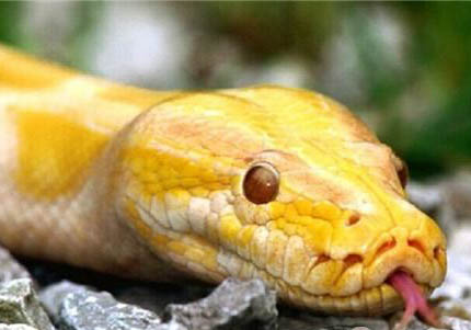 黃金蟒在哪里可以買得到