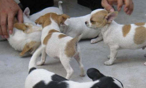 吉娃娃犬好不好養呢