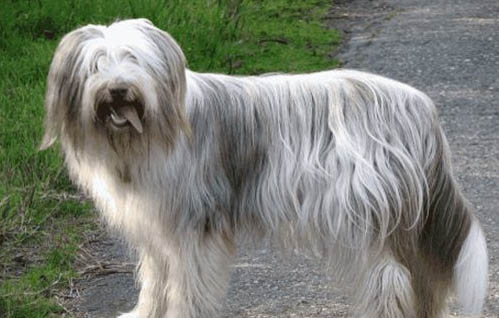 蘇格蘭牧羊犬的喂養指南及注意事項