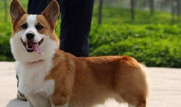 威爾士柯基與瑞典柯基的區(qū)別是什么？