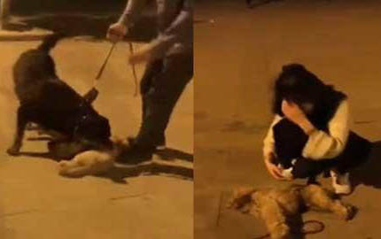 怎么判斷泰迪犬得了什么病
