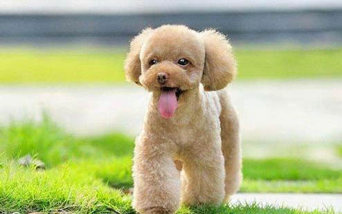 貴賓犬拉姆裝19刀的修剪部位