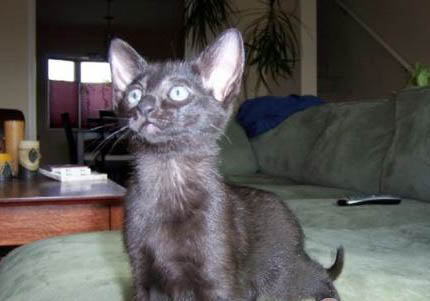 哈瓦那犬冠狀病毒愈后注意事項