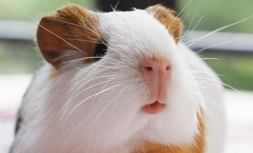 荷蘭豬能洗澡嗎