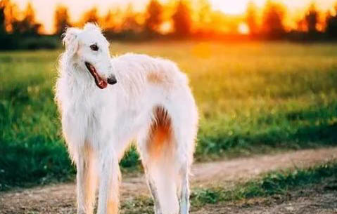 黑狼犬和馬犬哪個最好養