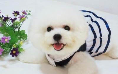 比熊犬狗糧哪個(gè)牌子好