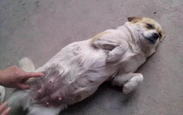 狗狗可以吃干茶葉嗎
