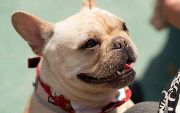 法牛犬好養嗎怎么訓練